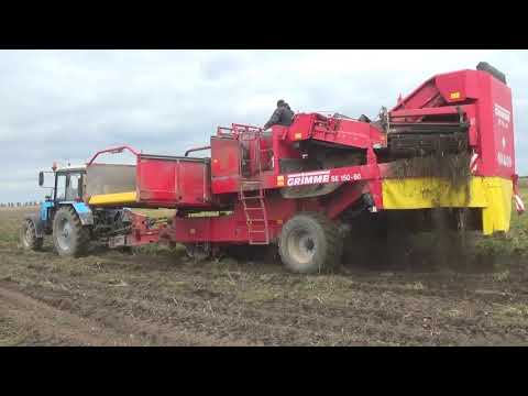 Видео: Уборка картофеля 2021 в СПК "Гигант" :  Fendt 926 страхует технику в поле :)