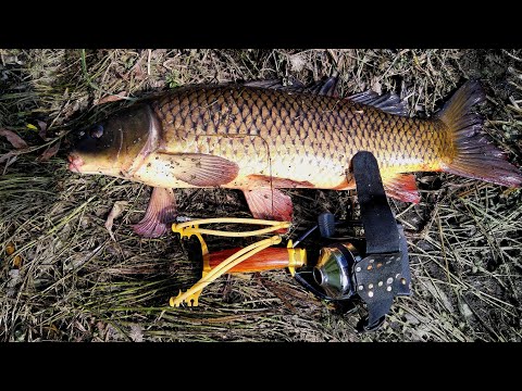 Видео: Три трофея за рыбалку. Большие карпы на рогатку.