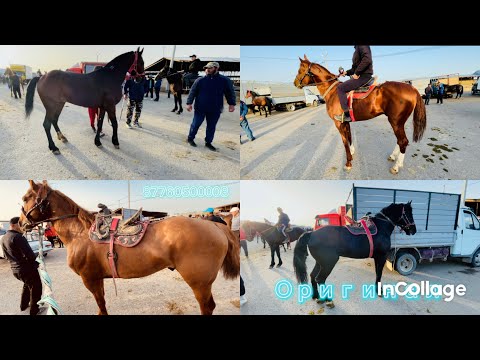 Видео: 😱Мықты көкпардын аттары Карабулак мал базарына тусты/Атбазар
