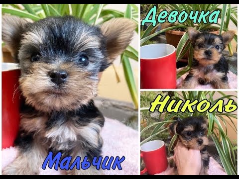 Видео: Йорко - детки 6 недель!