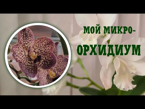 Видео: Мой микроорхидиум 26-09-2025