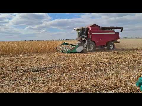 Видео: GS1218 МОЛОТИМ КУКУРУДЗУ 28.09.25