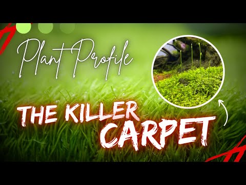 Видео: Utricularia graminifolia – ПЛОТОЯДНОЕ аквариумное растение!