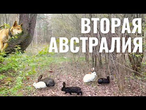 Видео: СИТУАЦИЯ ВЫХОДИТ ИЗ-ПОД КОНТРОЛЯ . ВЫЖИВУТ ЛИ КРОЛИКИ В ЛЕСУ?