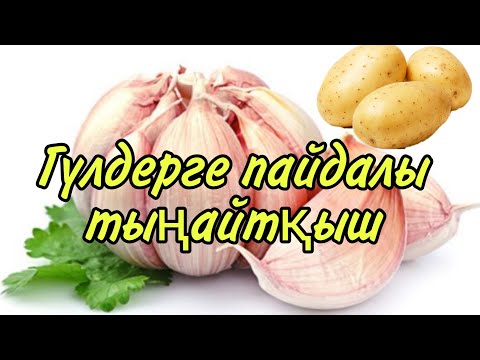 Видео: Гүлдерге өте пайдалы тыңайтқыш. Табиғи тыңайтқыш. Гүлдерге оңай әрі арзан тыңайтқыш. Гүлдер әлемі