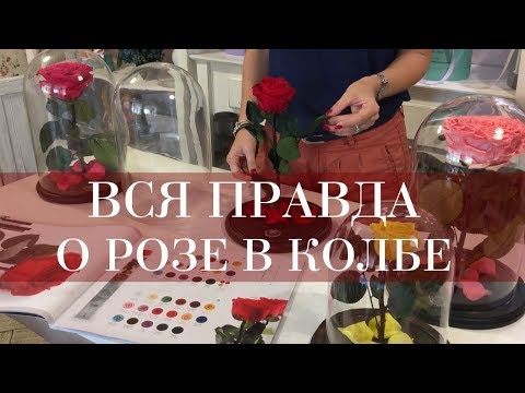 Видео: Роза в колбе: мифы и факты о неувядающем цветке