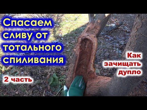 Видео: Как обрабатывать дупла у сливы