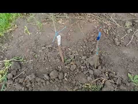 Видео: Прививка   хурмы