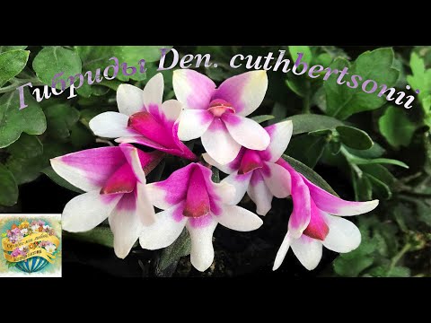 Видео: Гибриды Dendrobium cuthbertsonii