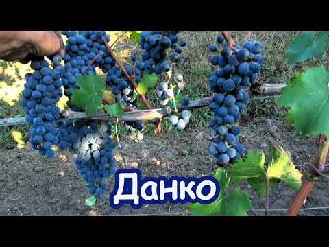 Видео: Виноград ДАНКО /сахаристость на 16 и 26.09. 2023