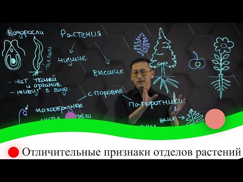 Видео: Отличительные признаки отделов растений. 8 класс.