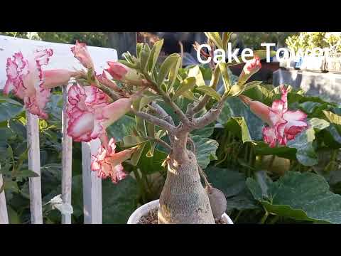 Видео: #адениум Cake Tower