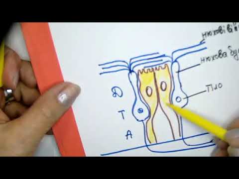 Видео: Лекція - Орган нюху, смаку, рецепторні нервові закінчення