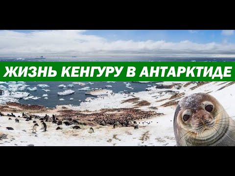 Видео: Почему сумчатые животные живут только в Австралии?