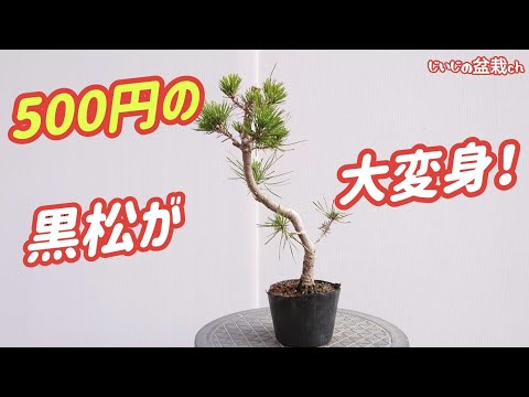Видео: Давайте увеличим его ценность как бонсай [Сгибание черной сосны, купленной за 500 иен. ]