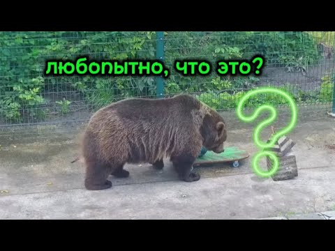 Видео: Мансурка нашёл, что-то непонятное 😁🐻🐾 Mansurka found something incomprehensible_19/08/25