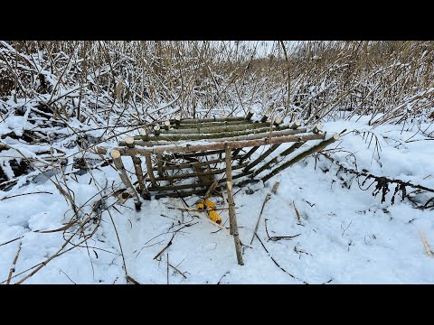 Видео: ЛОВИЛ ФАЗАНА А ПОЙМАЛ ХИЩНИКА!!! ПИРАМИДА В КАМЫШАХ УДИВИЛА РЕЗУЛЬТАТОМ...Лучшие Ловушки!