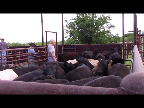 Видео: Советы по загрузке скота в «коробки для почек»