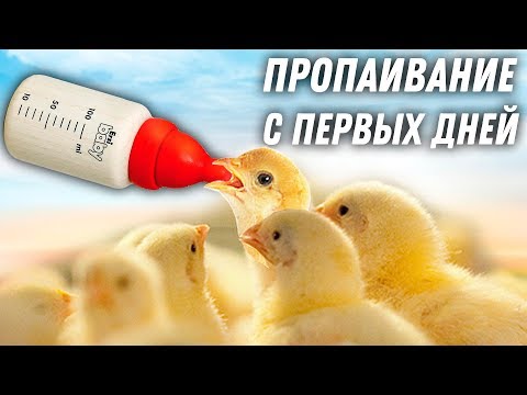 Видео: ПРОПАИВАНИЕ И ВЫРАЩИВАНИЕ ЦЫПЛЯТ С ПЕРВЫХ ДНЕЙ! СОВЕТЫ ПТИЦЕВОДА, ОПЫТ 60 ЛЕТ!