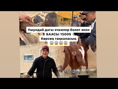 Видео: Кулагы узун эчки,теке/Жети өгүз/