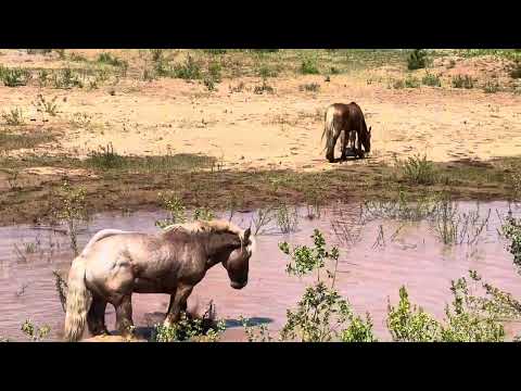 Видео: Табун лошадей.