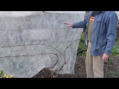 Видео: Одноплоскостная шпалера  Подвязка лоз