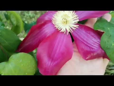 Видео: Жизнь на хуторе. Всё растёт потихоньку.