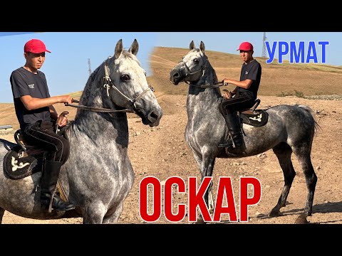 Видео: ТИК ТОКТО 1 МИЛЛИОНГО ЖАКЫН ПРОСМОТР АЛГАН ОСКАР 🐎САТЫЛАТ 😱