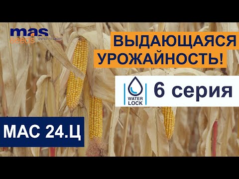 Видео: Проект WATERLOCK: 6 серия. МАС 24.Ц - как получить высокий урожай кукурузы