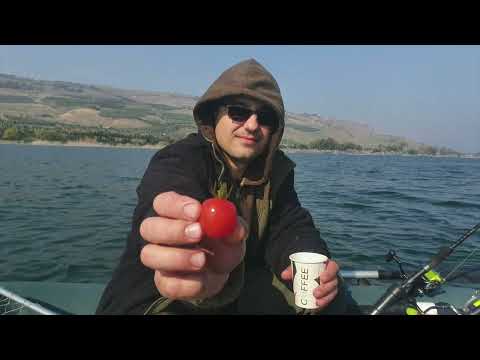 Видео: Кинерет .Трофейная рыбалка с МИШЕЙ.
