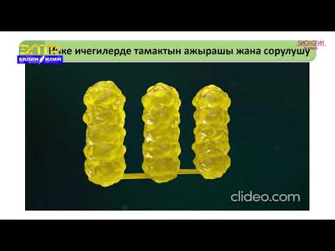 Видео: 8-класс | Биология | Ашказанда тамак-аштын иштелип чыгышы. Ичке ичегиде тамак ажыроо