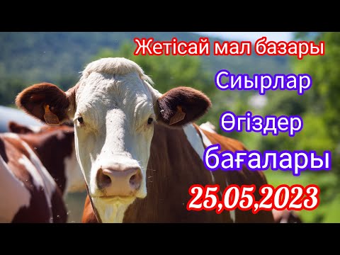 Видео: Жетісай мал базары. Бұзаулы сиырлар,Бұқалар, Өгіздер бағасы. 25.05.2023