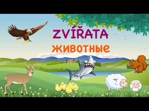 Видео: Zvířata. V zoo. Животные. В зоопарке. Чешский язык