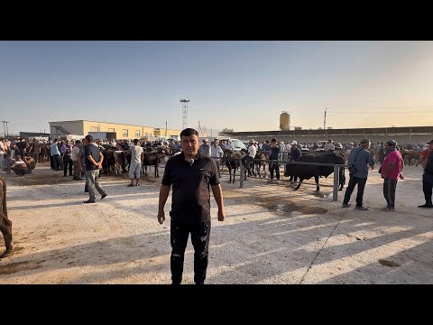 Видео: Мол бозори нохияи дусти нархи молхо дар эшбек саттор