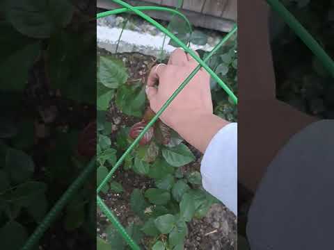 Видео: Подготовка роз к зиме в Мурманской области.