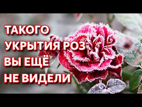 Видео: Обрезка и укрытие роз на зиму. Как обрезать розы осенью. Лучшее укрытие для роз.