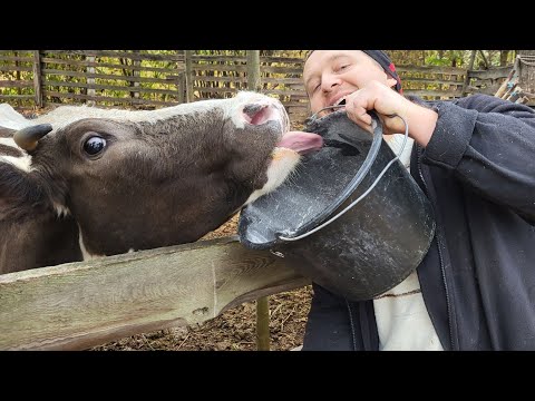 Видео: ✅ Зелена пшениця Корові ❓ скільки давати зерна, макухи корові ❓мій раціон для корів 🐮🥛💪