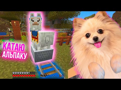 Видео: КАТАЮ АЛЬПАКУ НА СОБСТВЕННОЙ ЖЕЛЕЗНОЙ ДОРОГЕ В МАЙНКРАФТ | MINECRAFT