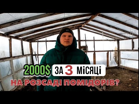 Видео: ЦЕ ЛЕГКО?...Вирощування розсади ПОМІДОРІВ на ПРОДАЖ...Розсада помідорів,як БІЗНЕС-ІДЕЯ