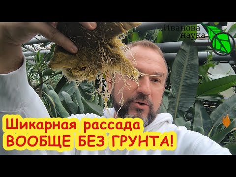 Видео: Не торопитесь покупать ГРУНТ: ПРОСТО ШИКАРНАЯ РАССАДА ВООБЩЕ БЕЗ ЗЕМЛИ! Без мух и аллергии.