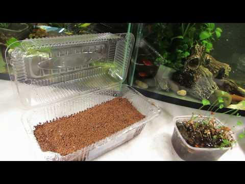 Видео: Тепличка для Марселии, Наблюдения по корму Коппенс, ...с разводни.