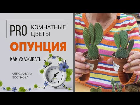 Видео: Опунция - необычный кактус. Чем опасен и что в нем интересного?