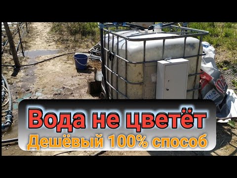 Видео: Вода после этого не цветёт. 100% дешёвый способ. Belklubnika.by