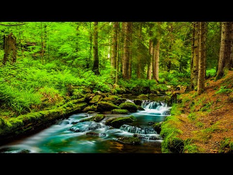 Видео: Музыка лечит сердце и сосуды🌿 Успокаивающая музыка восстанавливает нервную систему,расслабляющая #22