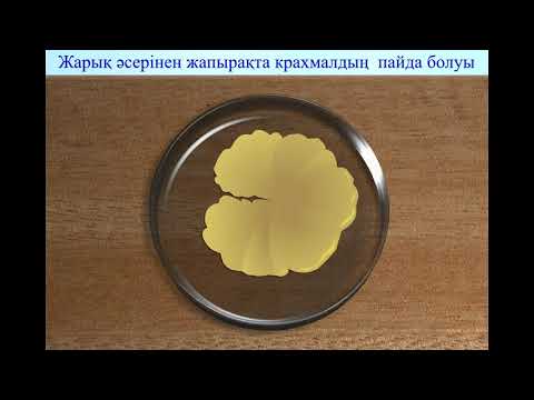 Видео: № 6 зертханалық жұмыс. «Фотосинтез үдерісіне қажетті жағдайларды зерттеу»