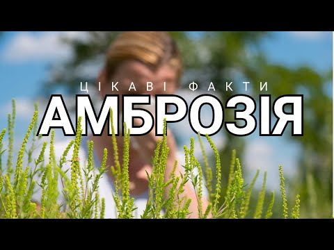 Видео: Амброзія - небезпечна рослина. Цікаві факти.