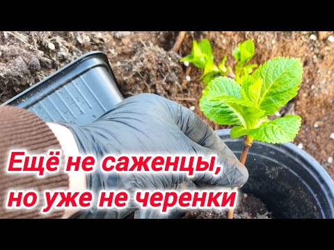 Видео: Гортензии: ещё не саженцы, но уже не черенки