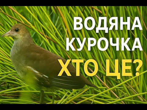 Видео: НЕЙМОВІРНІ ПТАХИ БОЛІТ. ВОДЯНА КУРОЧКА.