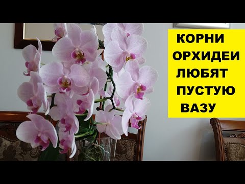 Видео: КОРНИ ОРХИДЕИ ЛЮБЯТ ПУСТУЮ ВАЗУ