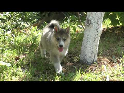 Видео: щенки лайки